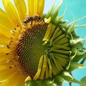 The bee and the sunflower