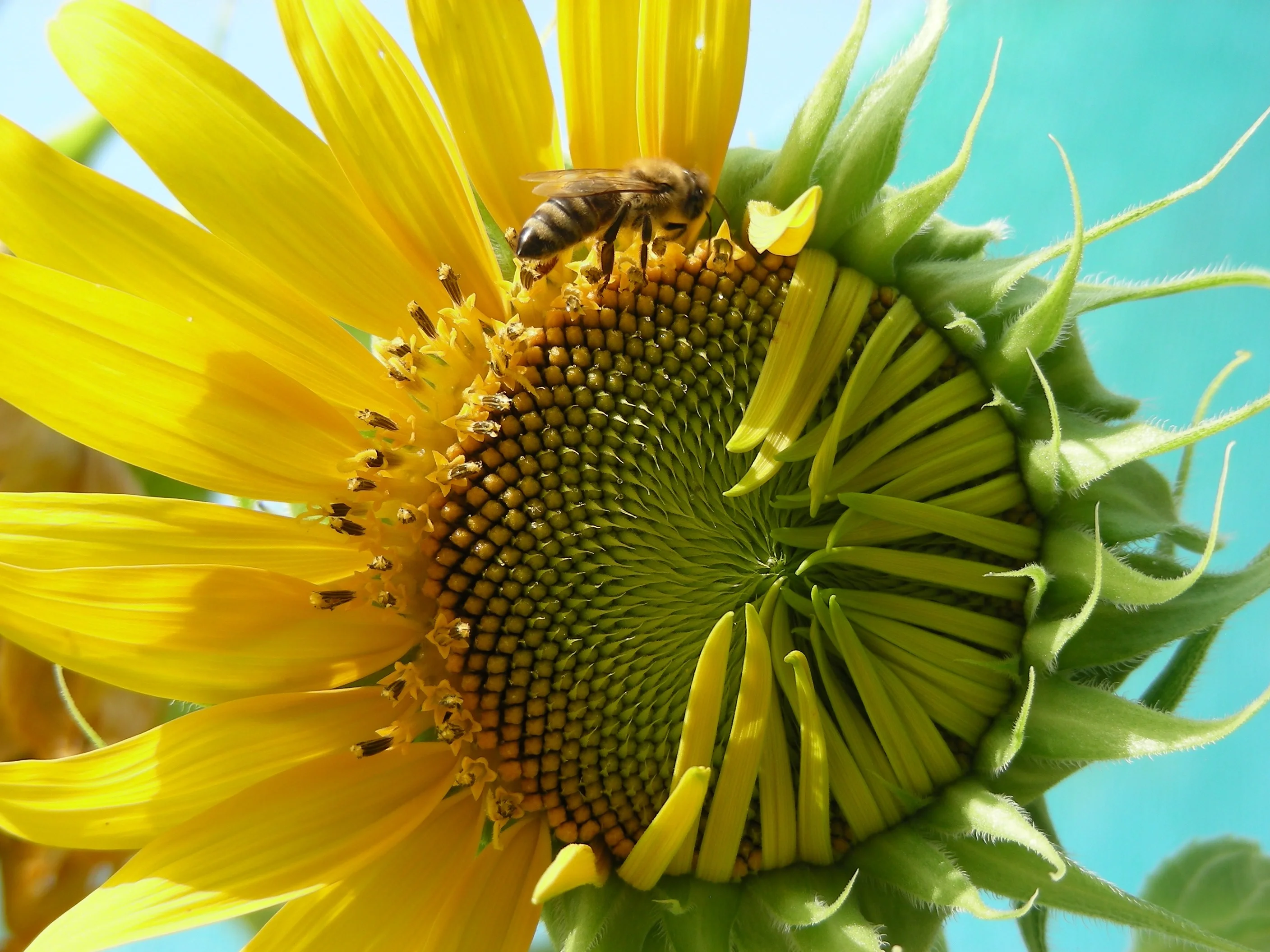 The bee and the sunflower