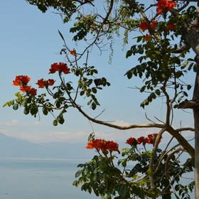 Nature blooms while the mountain sleeps