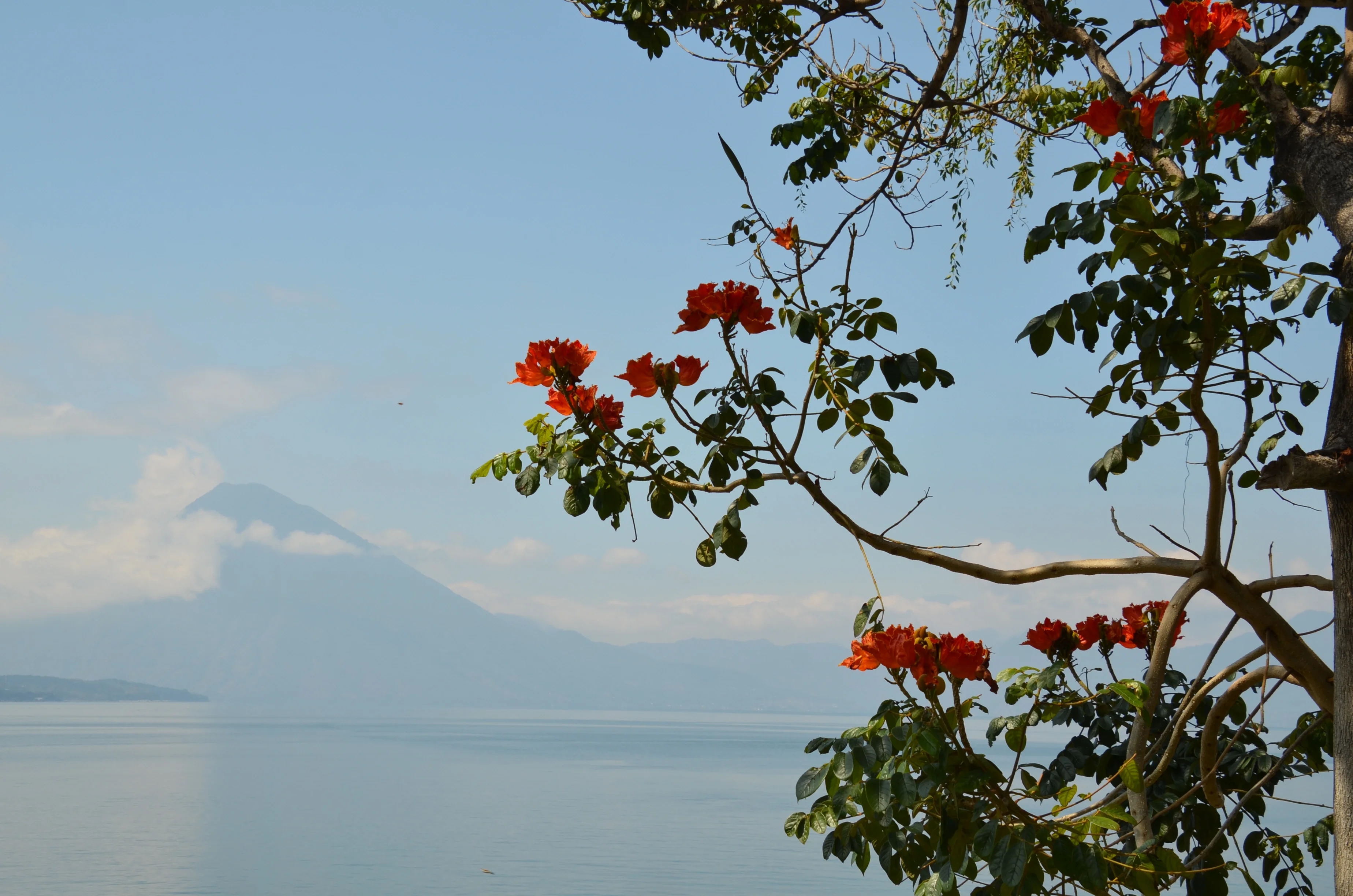 Nature blooms while the mountain sleeps