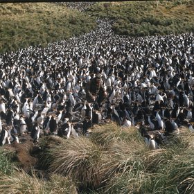 A sea of penguins, Macquarie Island, 1959
