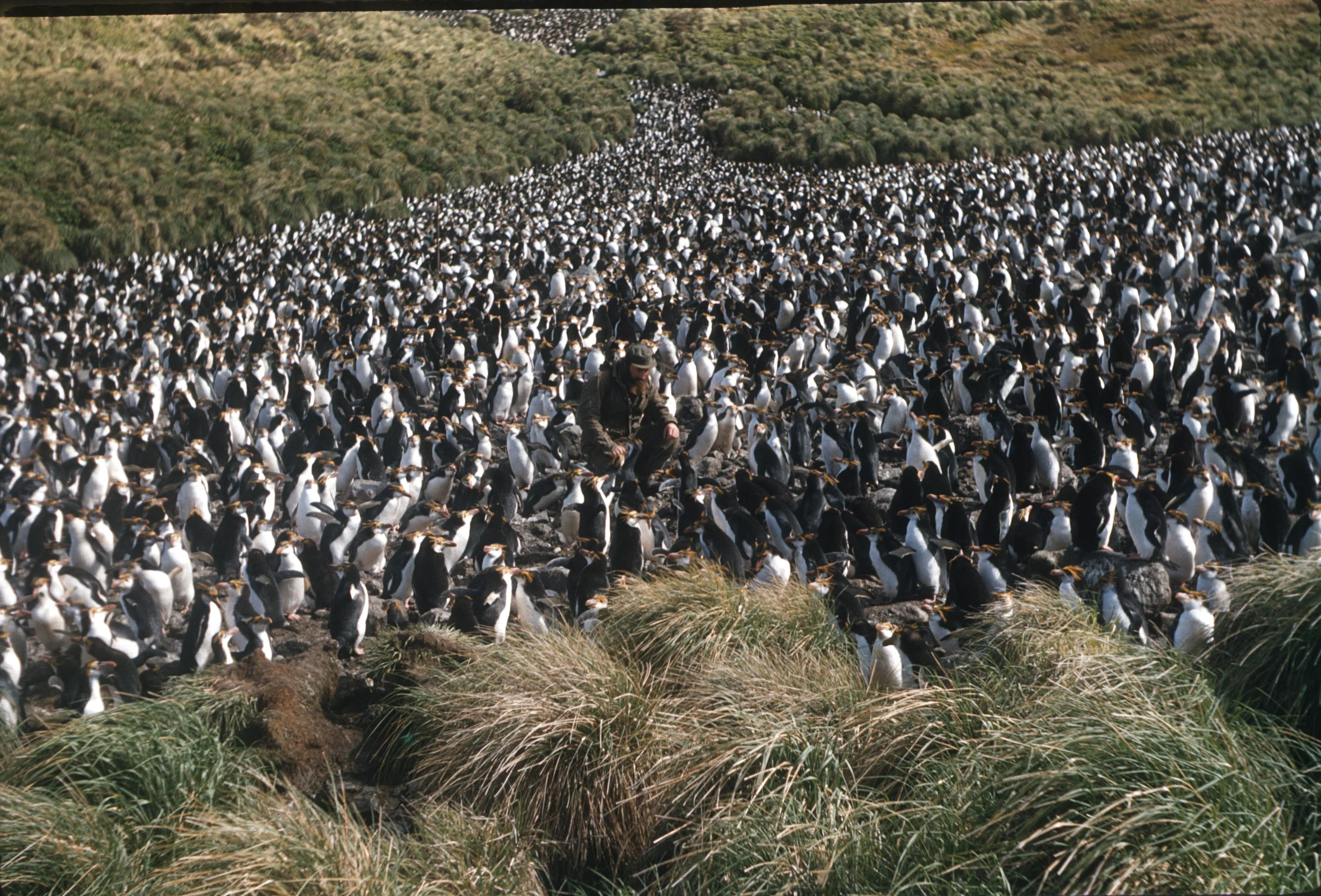 A sea of penguins, Macquarie Island, 1959