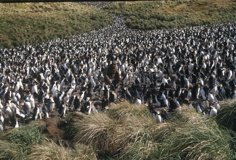 A sea of penguins, Macquarie Island, 1959