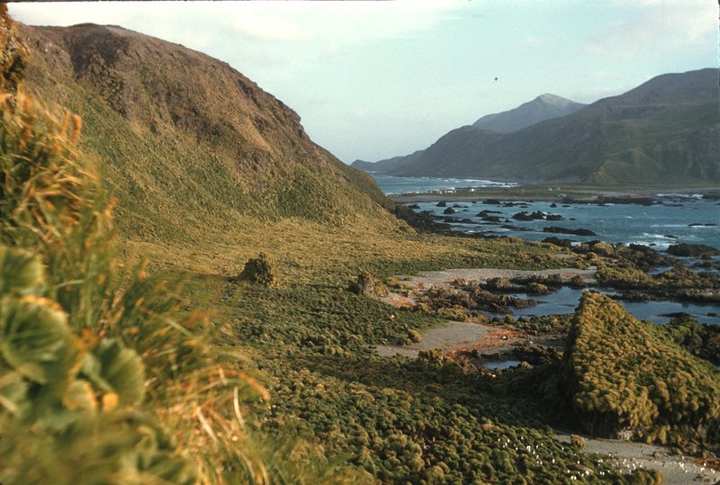 Coast of Macquarie Island, 1959
