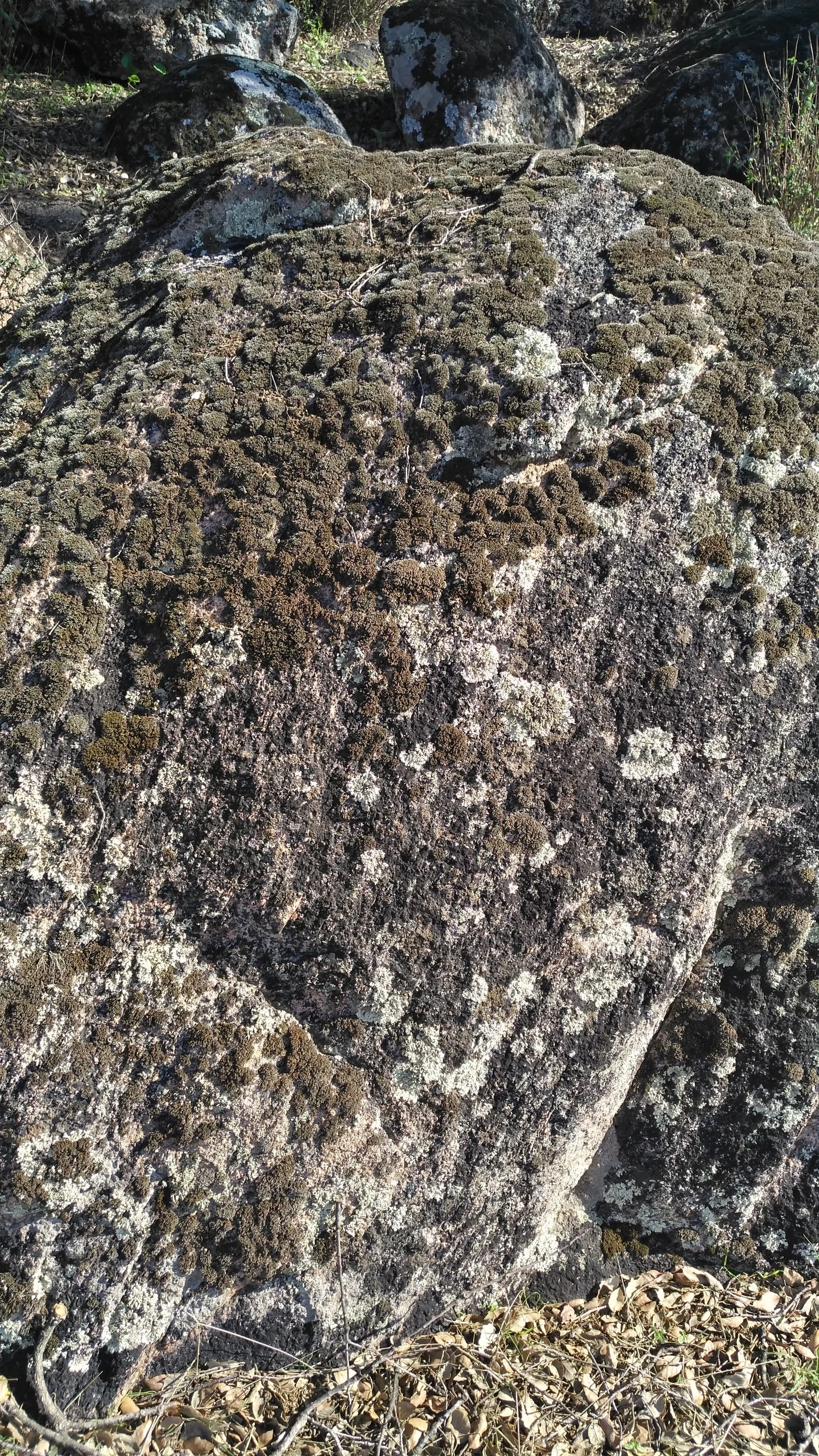 Lichens on granites near El Berrocal (Seville, Spain)