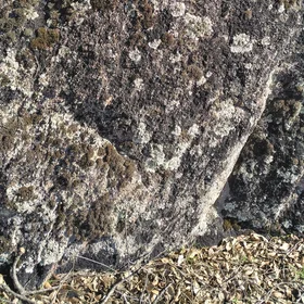 Lichens on granites near El Berrocal (Seville, Spain)