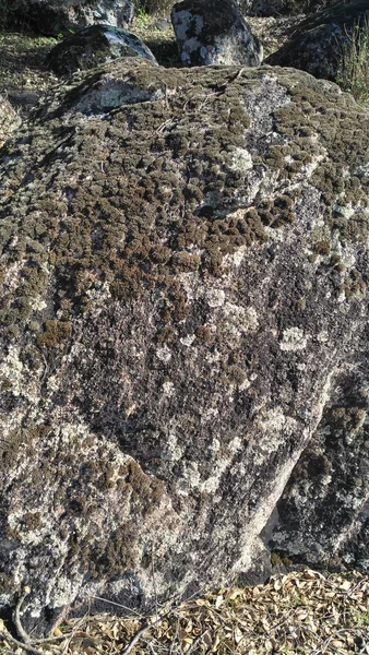 Lichens on granites near El Berrocal (Seville, Spain)