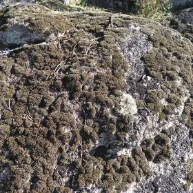 Lichens on granites near El Berrocal (Seville, Spain)