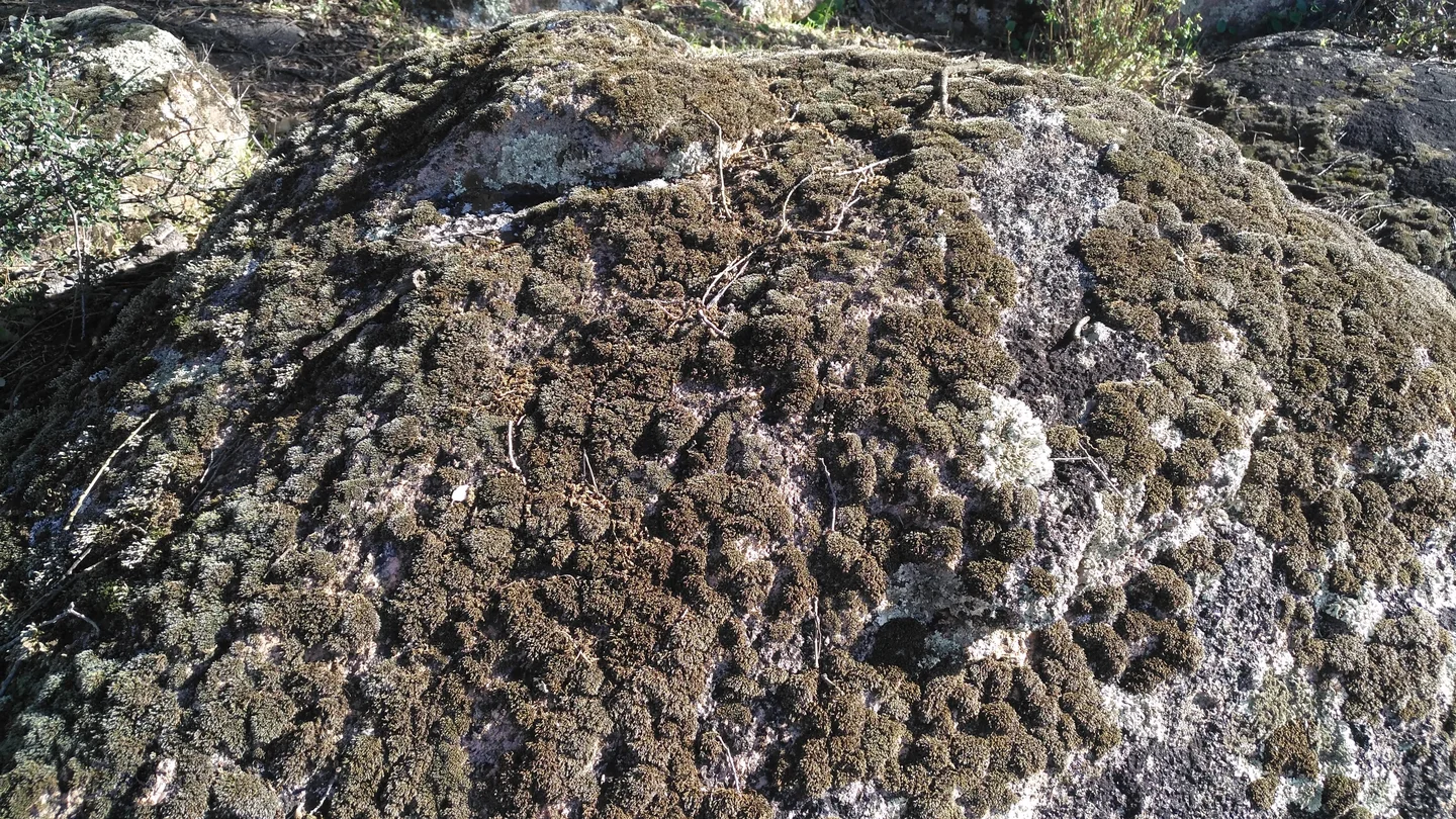 Moss and lichens on granites near El Berrocal (Seville, Spain)