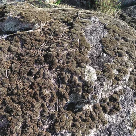 Moss and lichens on granites near El Berrocal (Seville, Spain)