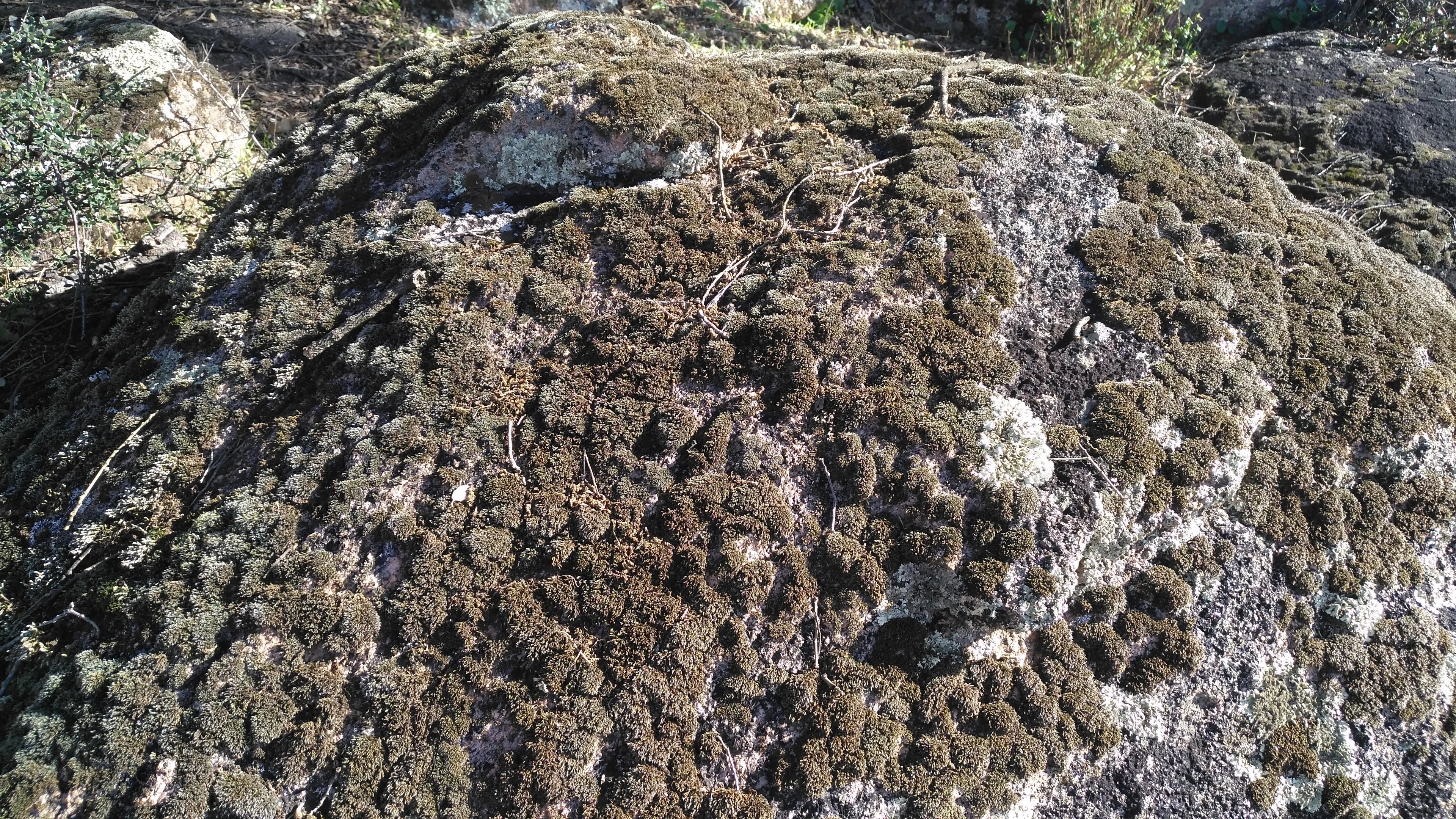 Moss and lichens on granites near El Berrocal (Seville, Spain)