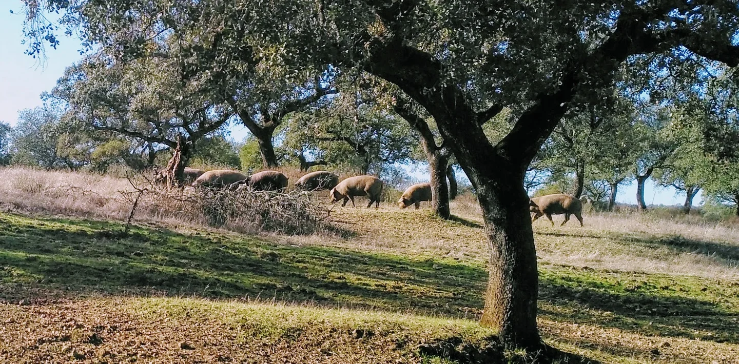 Diversity of resources in forest harvesting systems in the Dehesa (Sevilla, Spain)