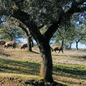 Diversity of resources in forest harvesting systems in the Dehesa (Sevilla, Spain)