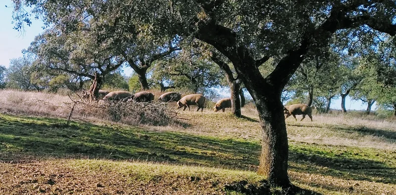 Diversity of resources in forest harvesting systems in the Dehesa (Sevilla, Spain)