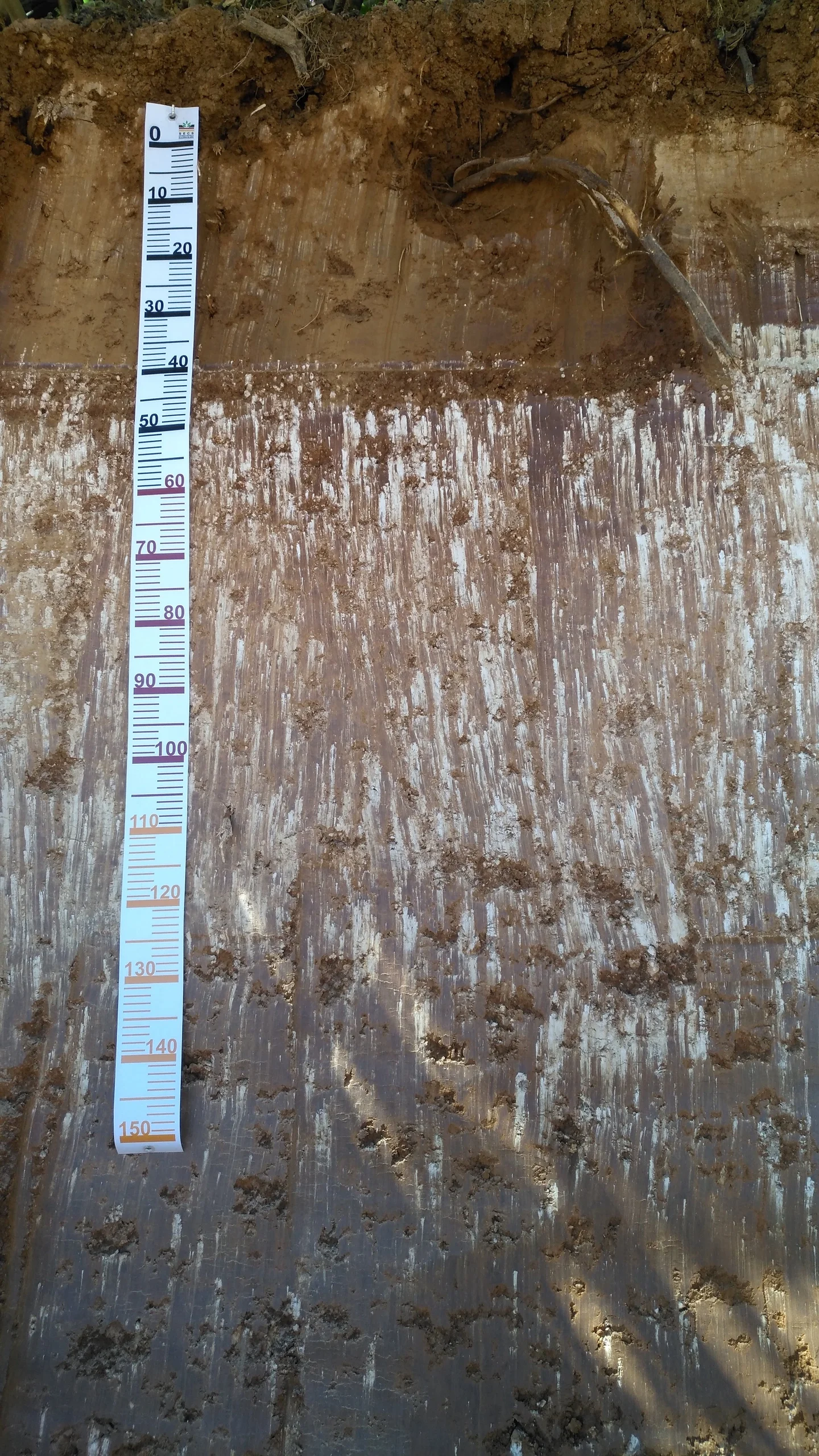Calcic Luvisol (near Sevilla, SW Spain)