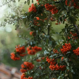 The magical evergreen shrubs; Pyracantha