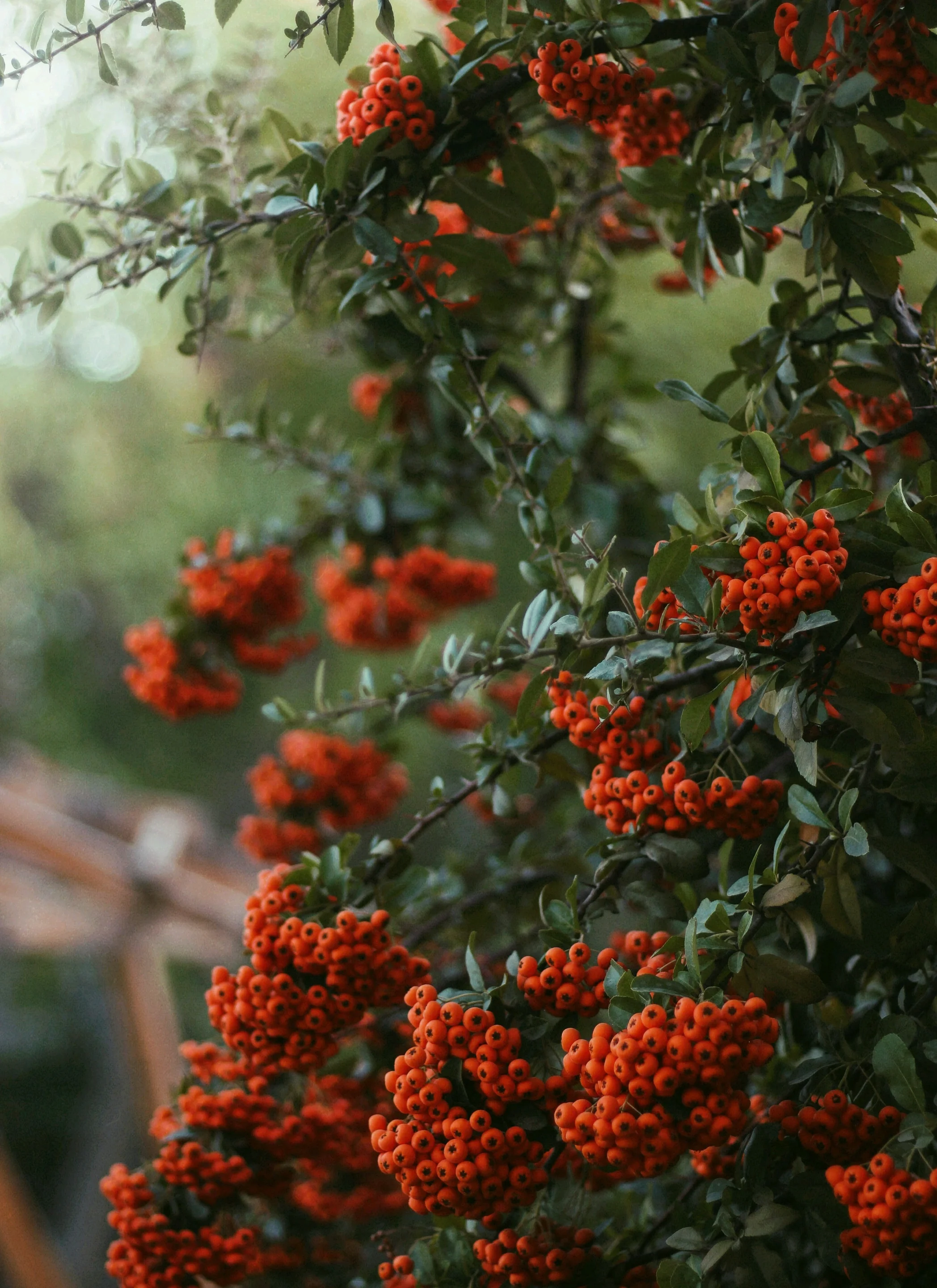 The magical evergreen shrubs; Pyracantha