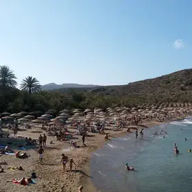 A view to the palm tree forest