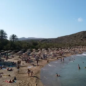 A view to the palm tree forest
