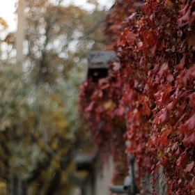 Parthenocissus Tricuspidata