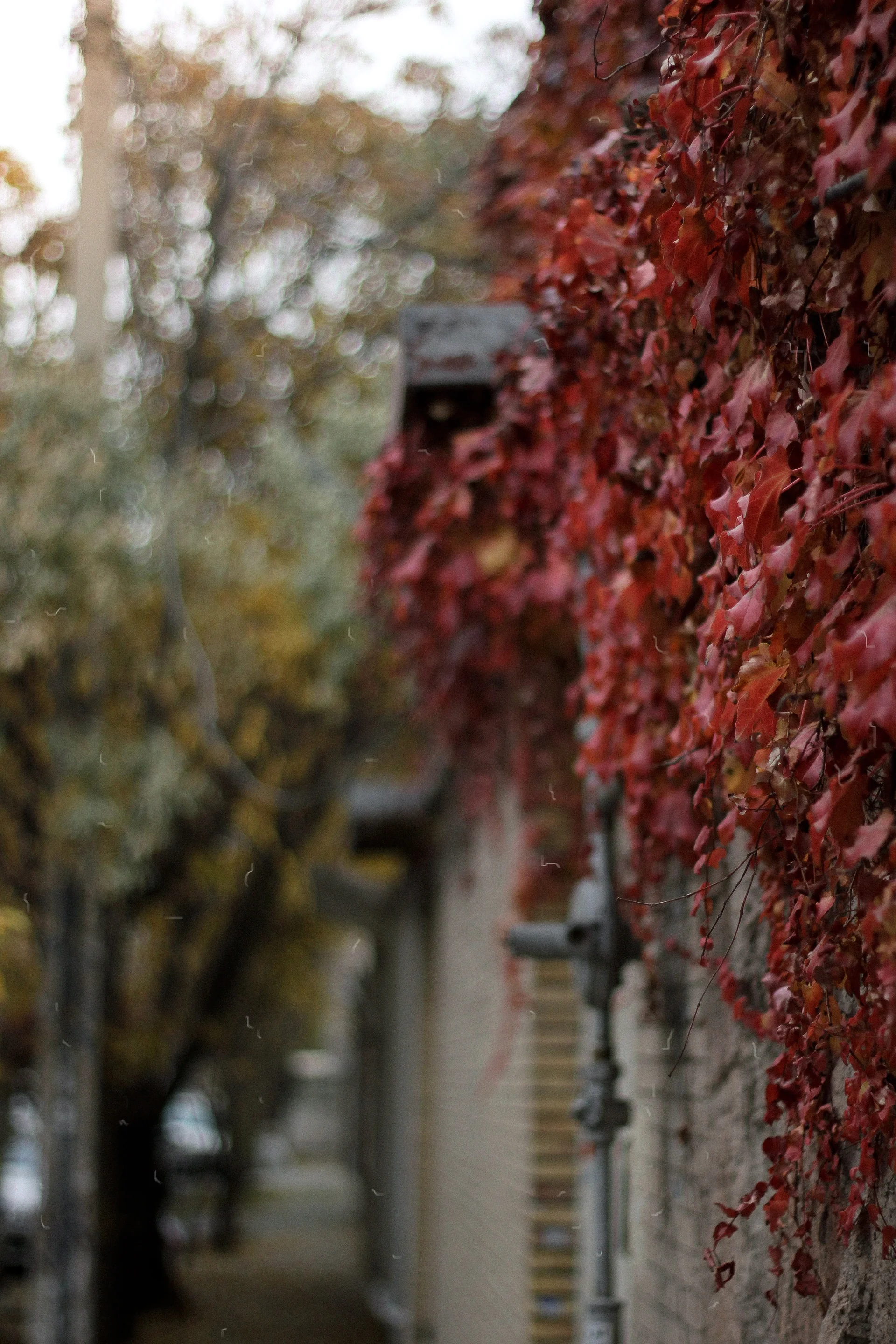 Parthenocissus Tricuspidata