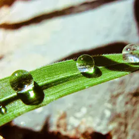 Little Drops of Heaven