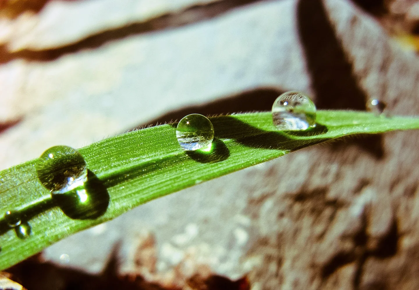 Little Drops of Heaven