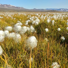 Arctic cotton grass (Eriophorum scheuchzeri) in Zackenberg