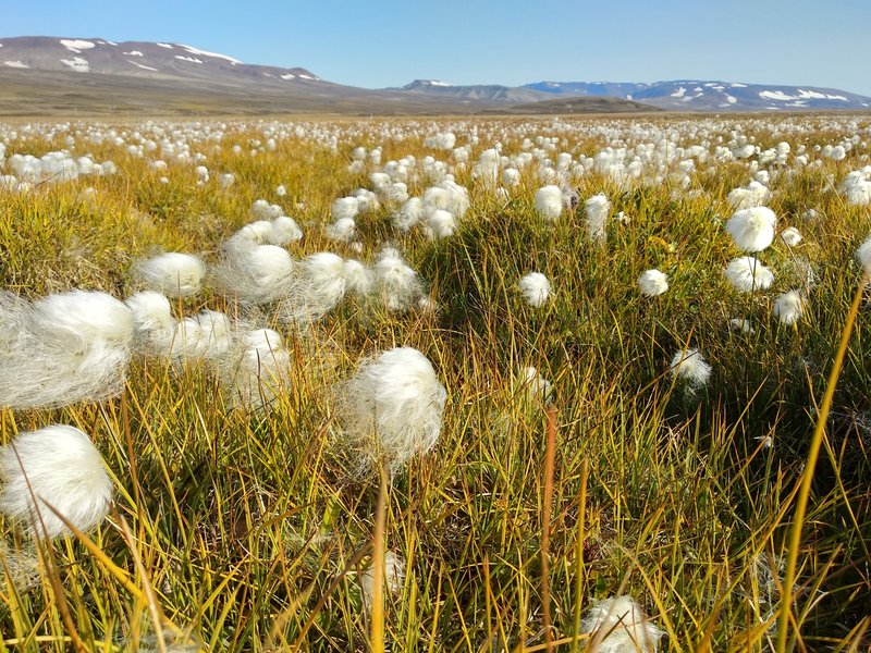 Arctic cotton grass (Eriophorum scheuchzeri) in Zackenberg