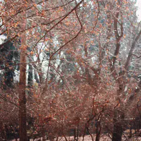 There Are No Fabrications By The Trees