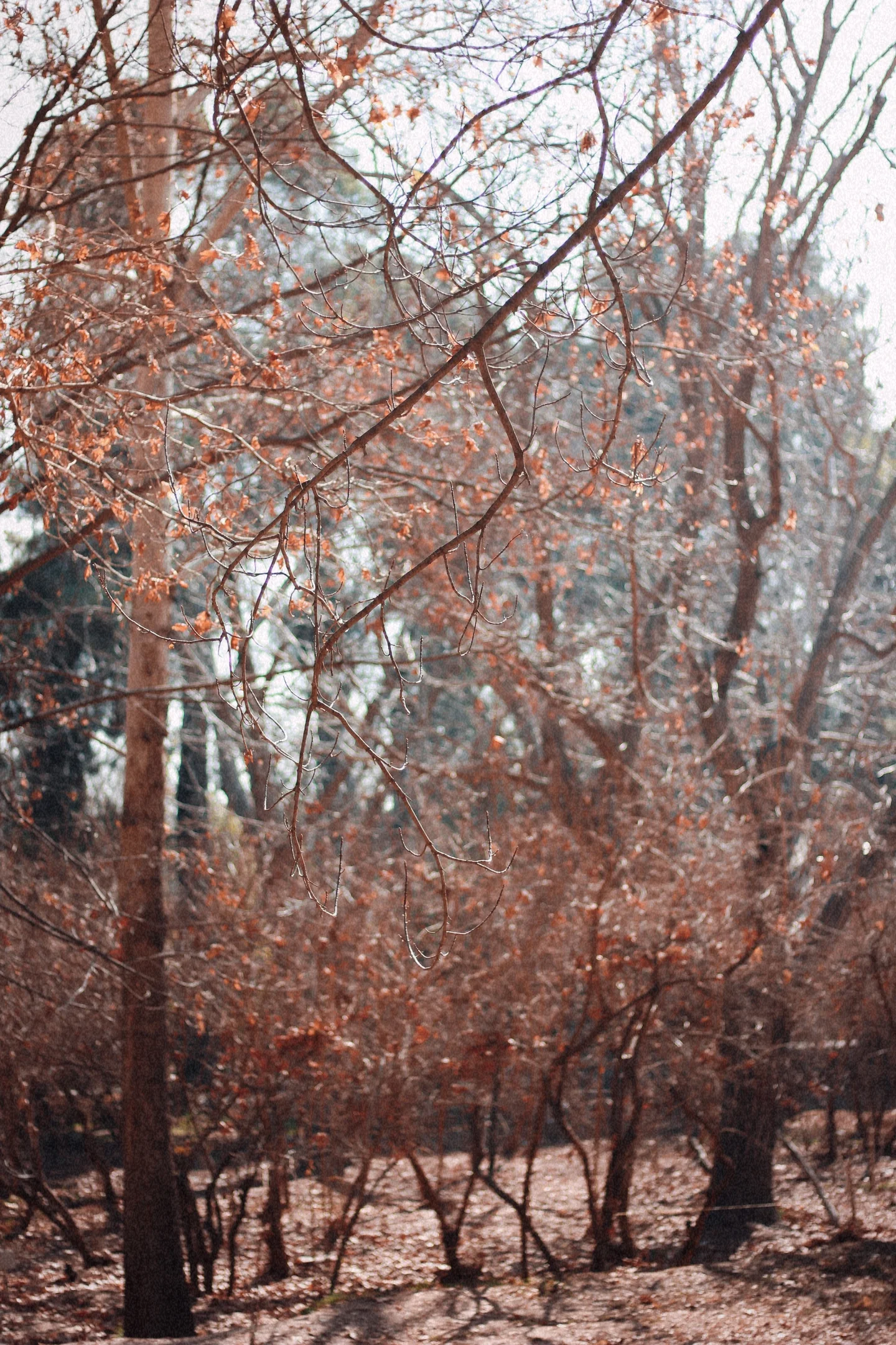 There Are No Fabrications By The Trees