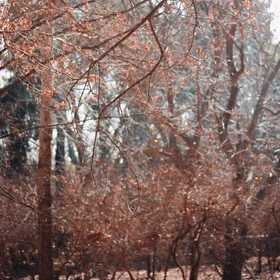 There Are No Fabrications By The Trees