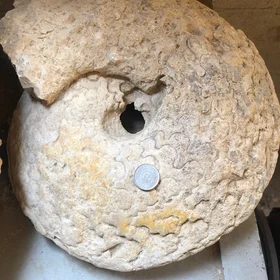 Ammonite Species (Member of Cephalopoda)
