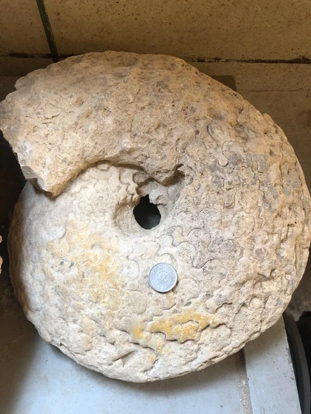 Ammonite Species (Member of Cephalopoda)