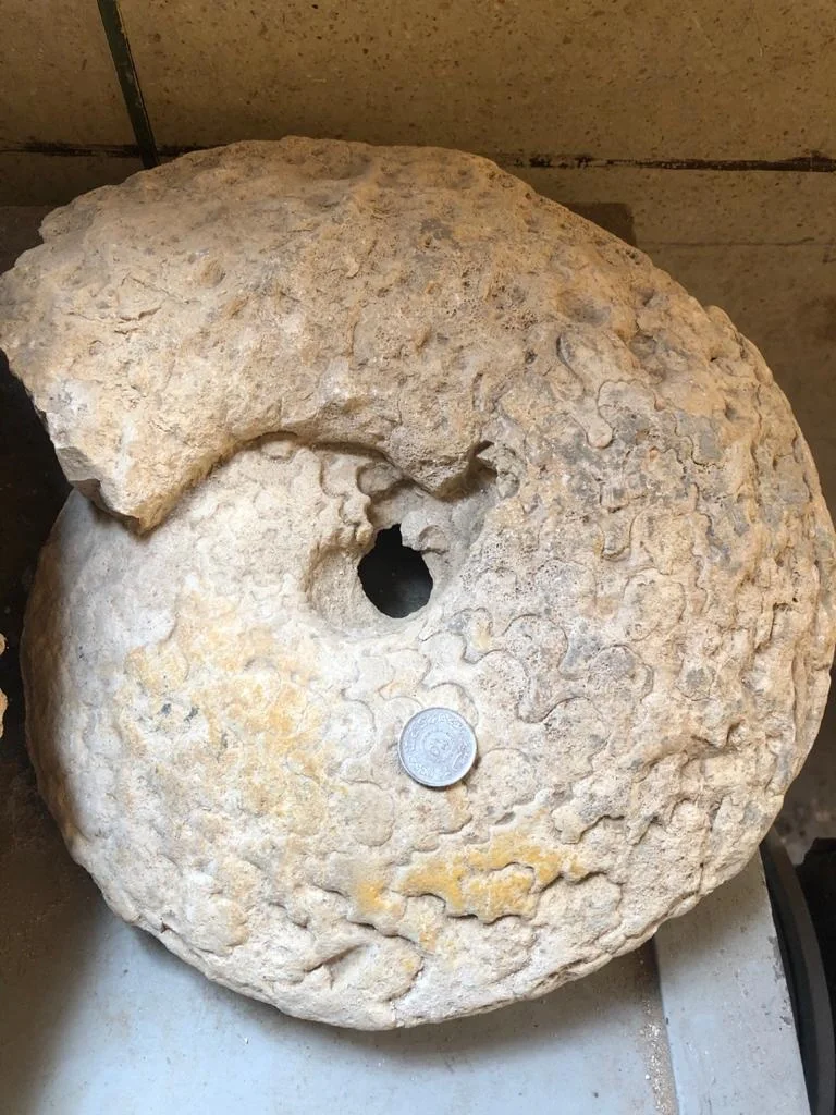 Ammonite Species (Member of Cephalopoda)
