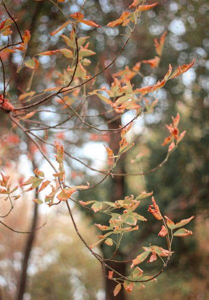 The Unjustly Gripping Bokeh of Autumn