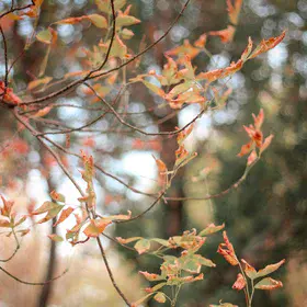 The Unjustly Gripping Bokeh of Autumn