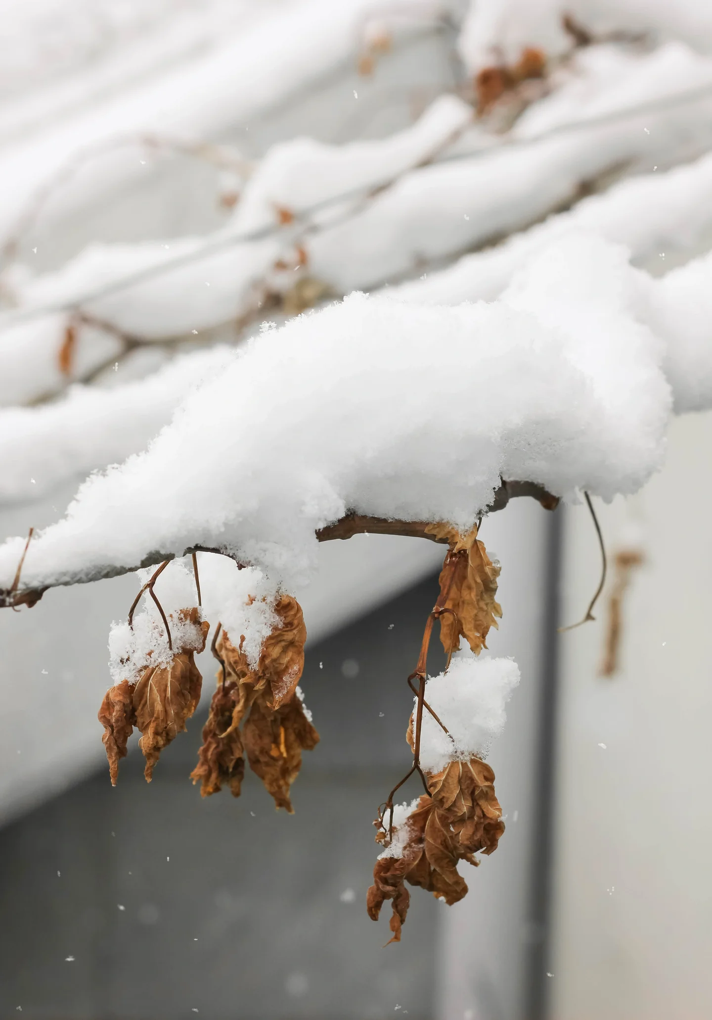 White Deafening Silence: An Inspiring End to an Uninspiring Year