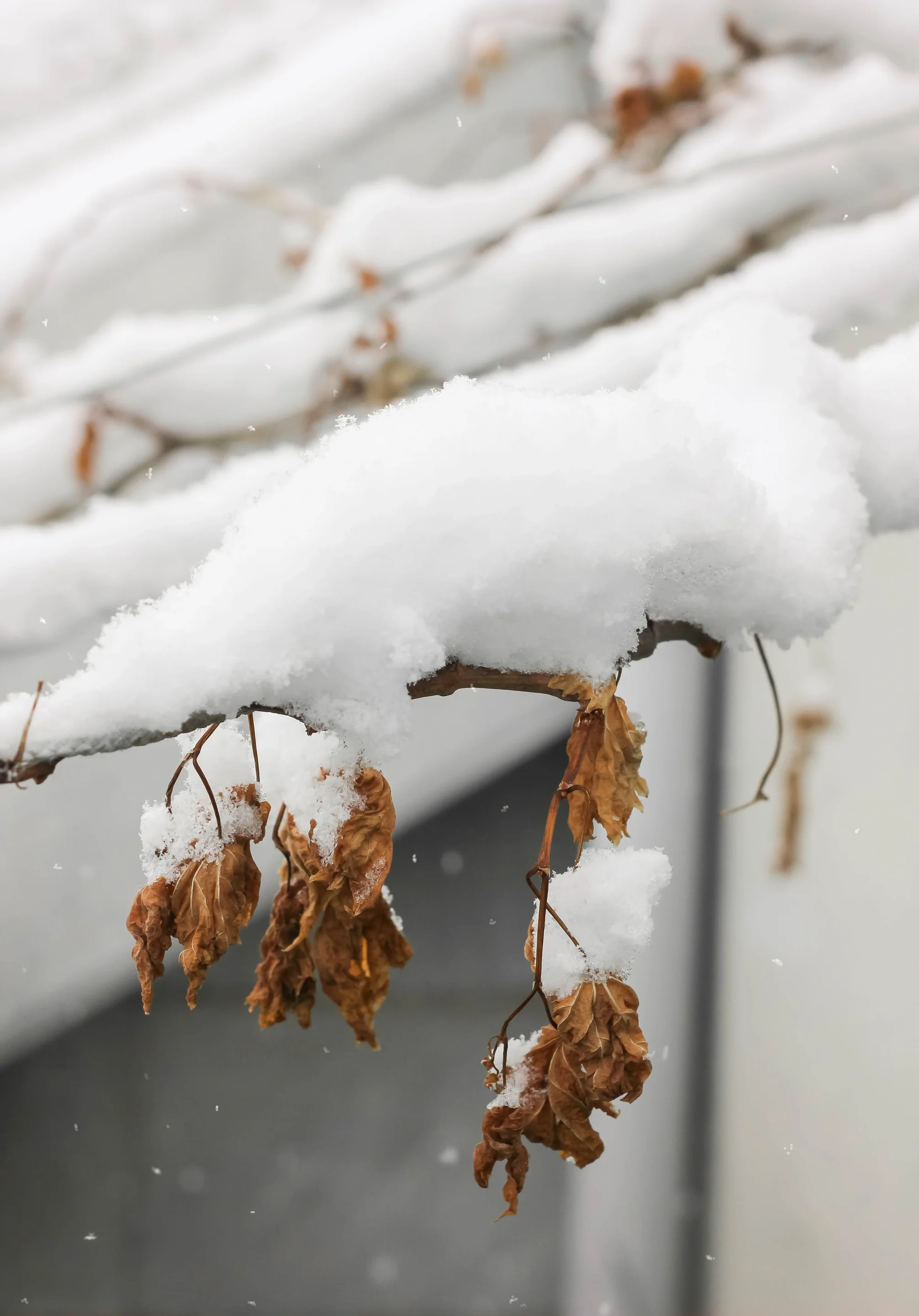 White Deafening Silence: An Inspiring End to an Uninspiring Year