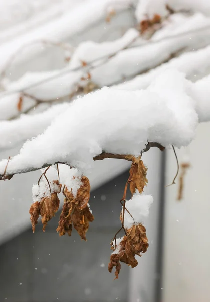White Deafening Silence: An Inspiring End to an Uninspiring Year