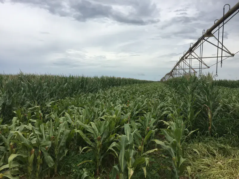 Maize field under center-pivot