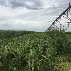 Maize field under center-pivot