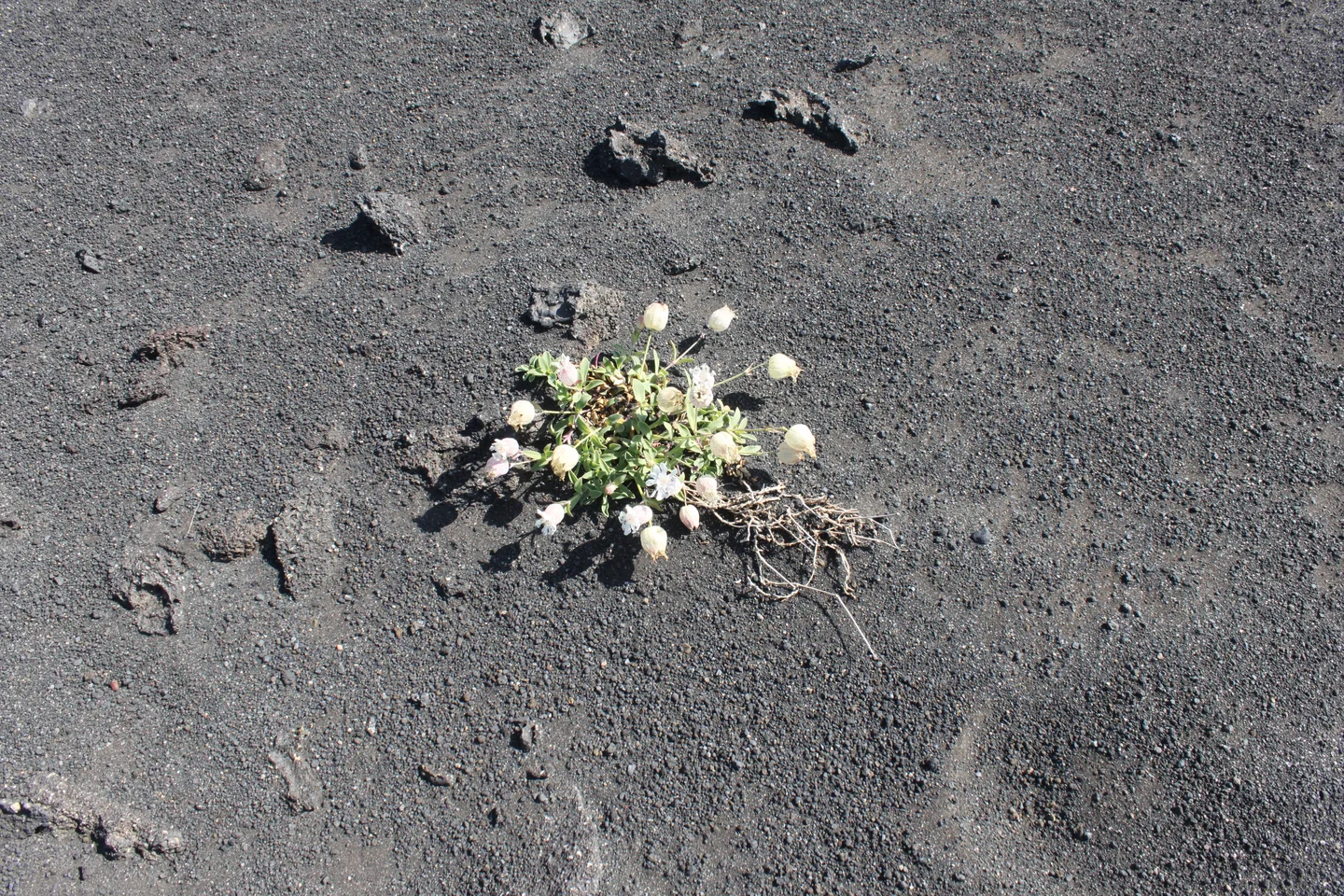 Where nothing grows!