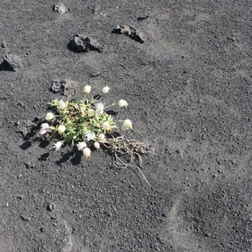 Where nothing grows!