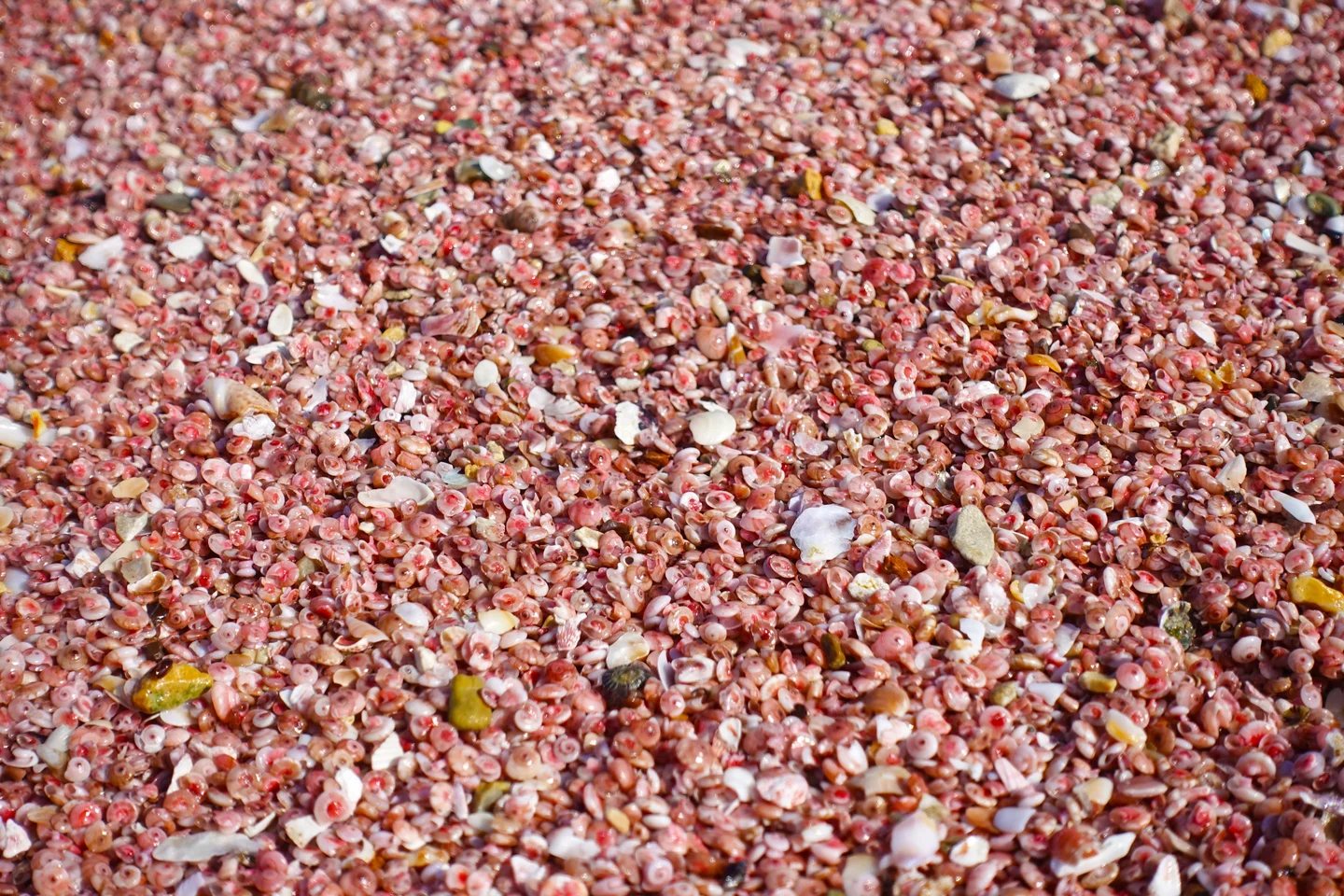 Gastropod beachrock in the making