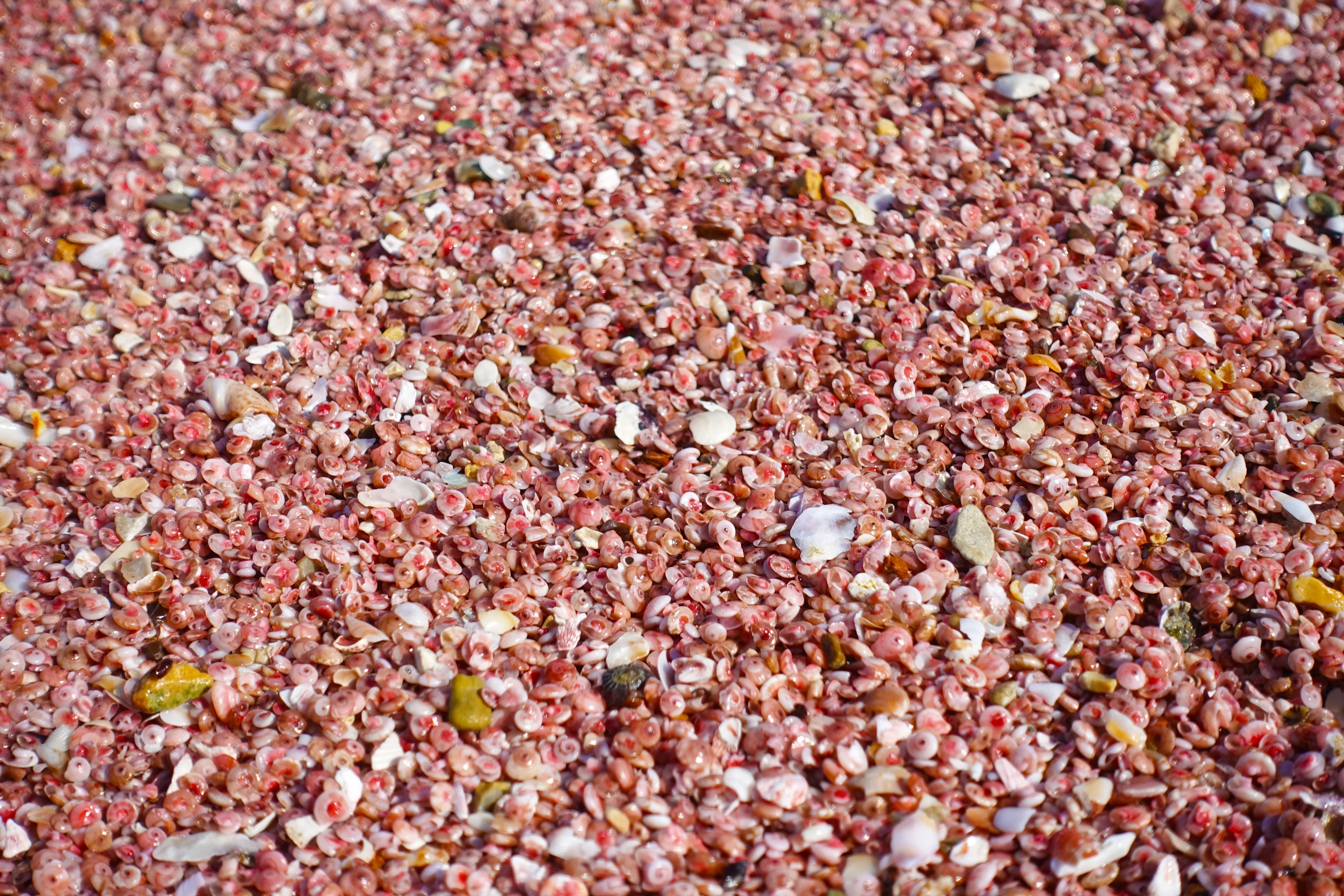 Gastropod beachrock in the making