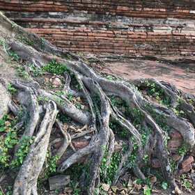 Roots are stronger than bricks