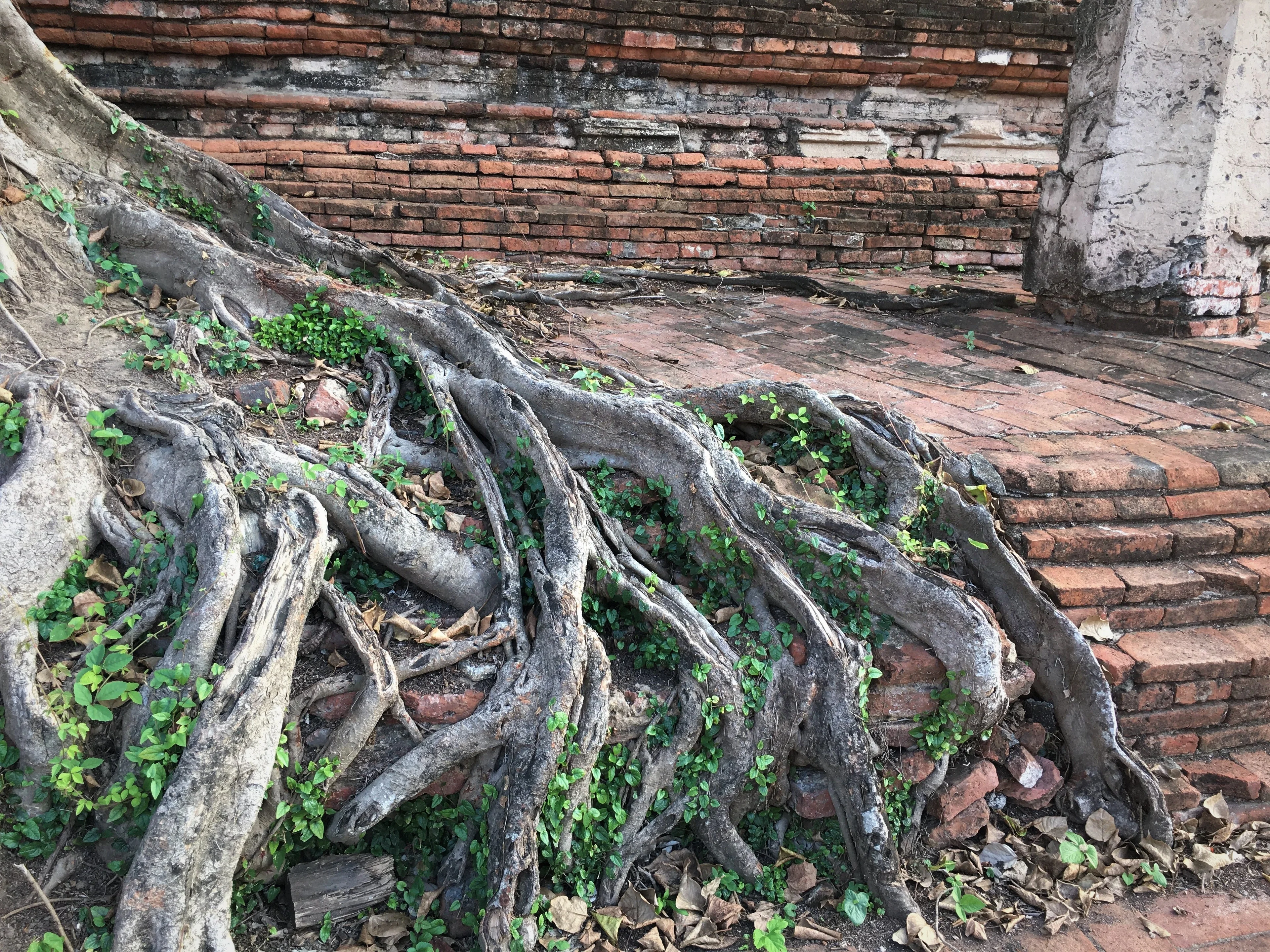 Roots are stronger than bricks