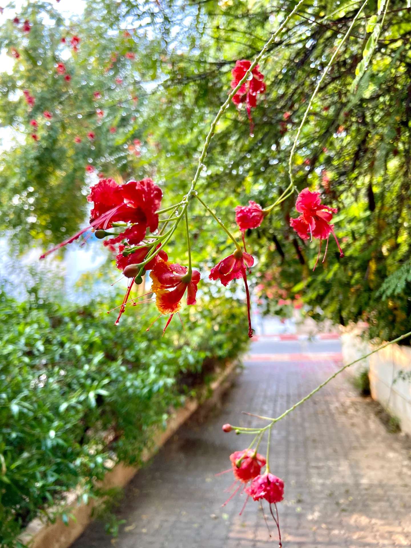 Raindrops and lovely flowers