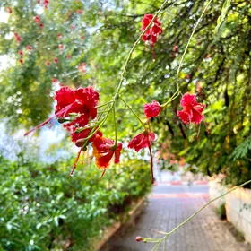 Raindrops and lovely flowers